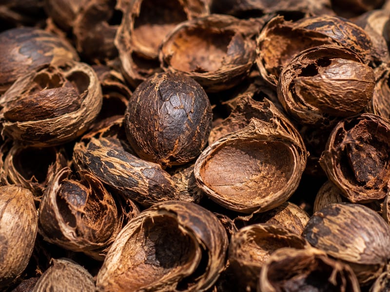 Palm Kernel Shell